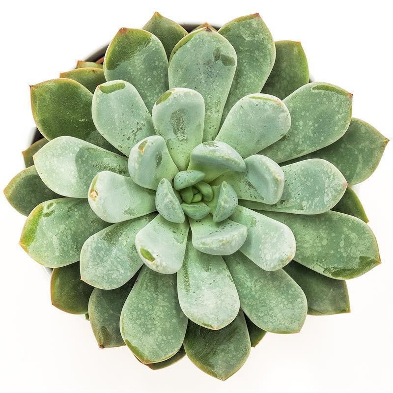 x Pachyveria Linda - 10,5cm