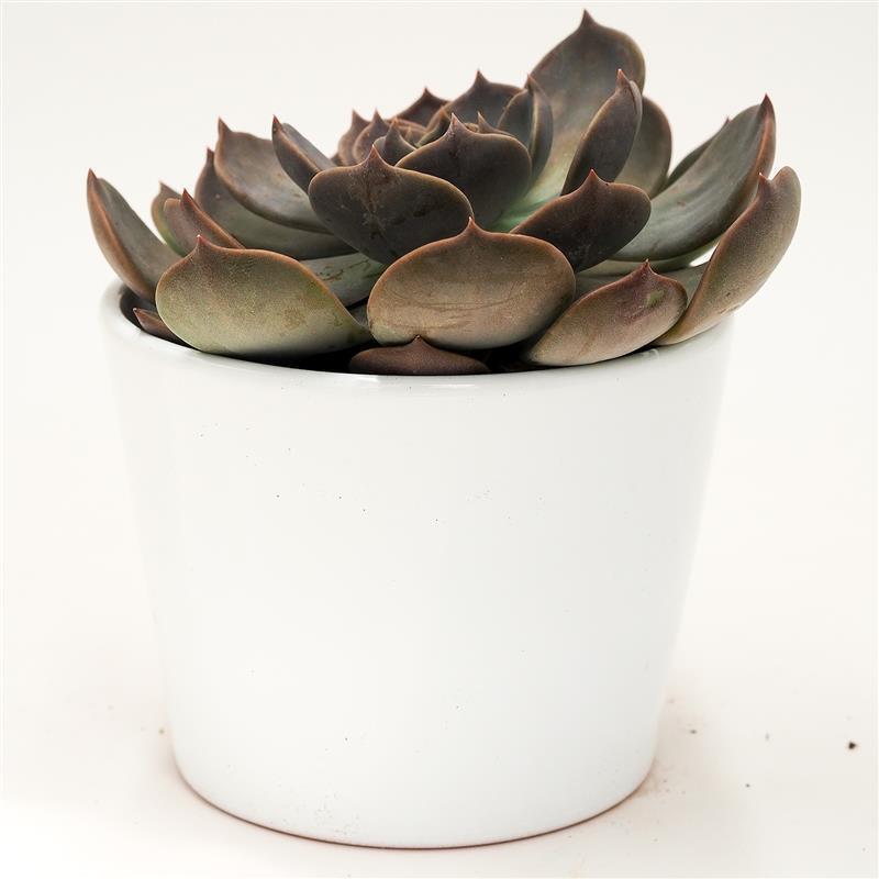 Echeveria Marrom - 10,5cm