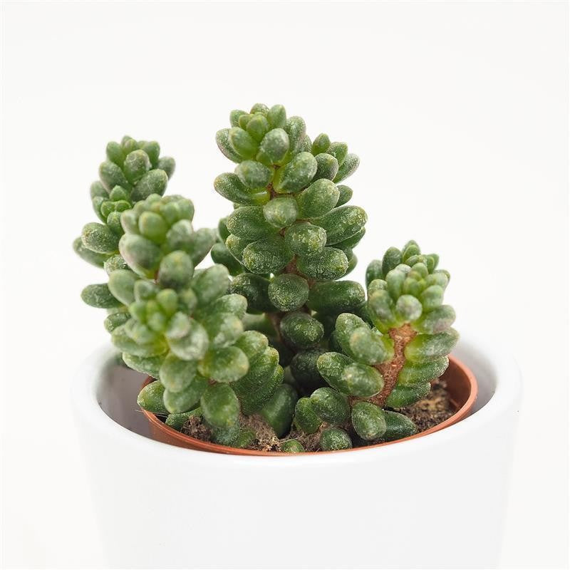 Sedum furfuraceum - 5,5cm