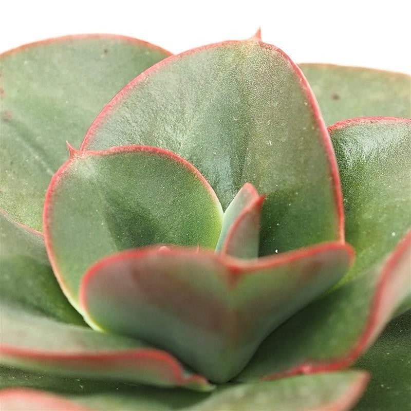 Echeveria Varaha - 9cm