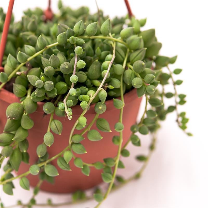 Senecio herreianus - 12cm Ampel