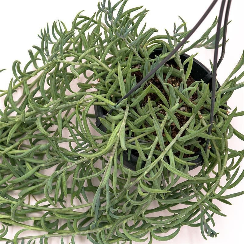 Senecio radicans - 14cm Ampel