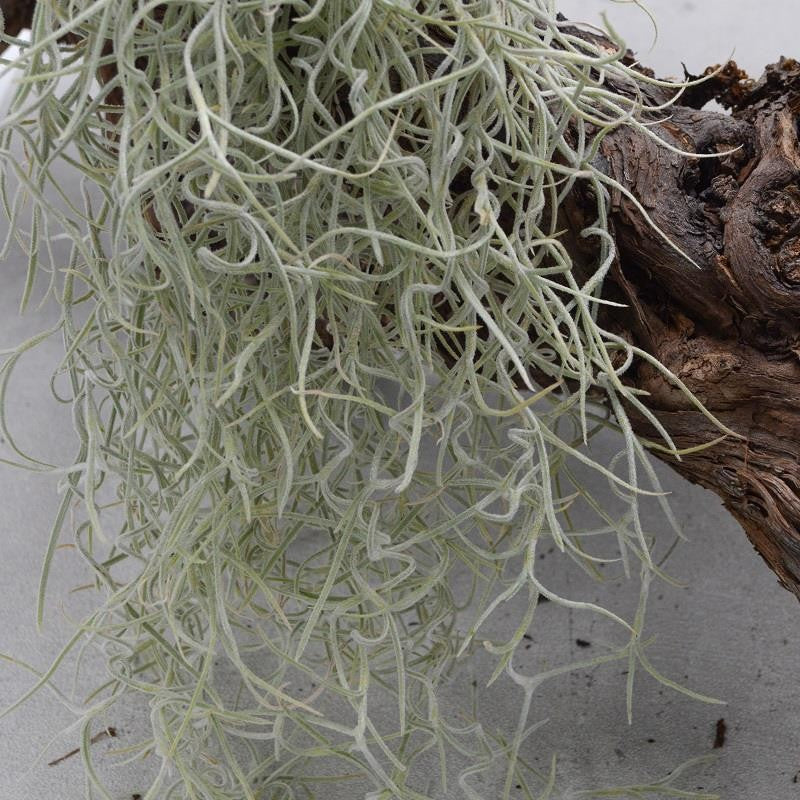 Tillandsia usneoides - Xtra-Large