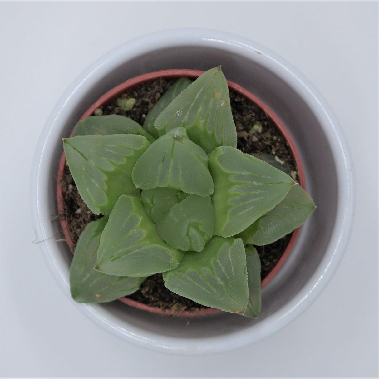 Haworthia cooperi ssp. - 5,5cm