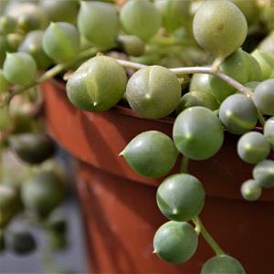 Senecio rowleyanus - 10,5cm