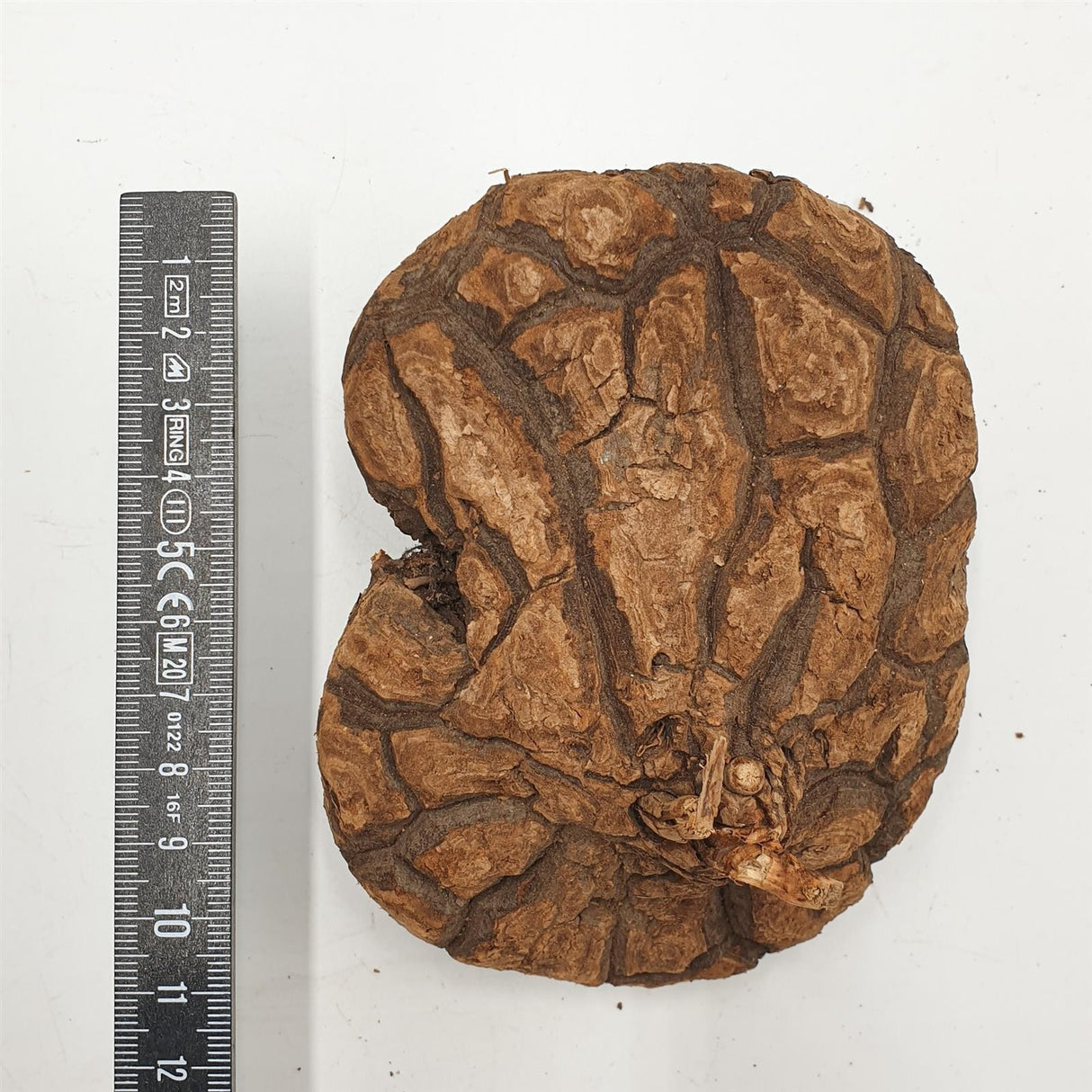Dioscorea mexicana - Caudex Ø 13 - 15cm