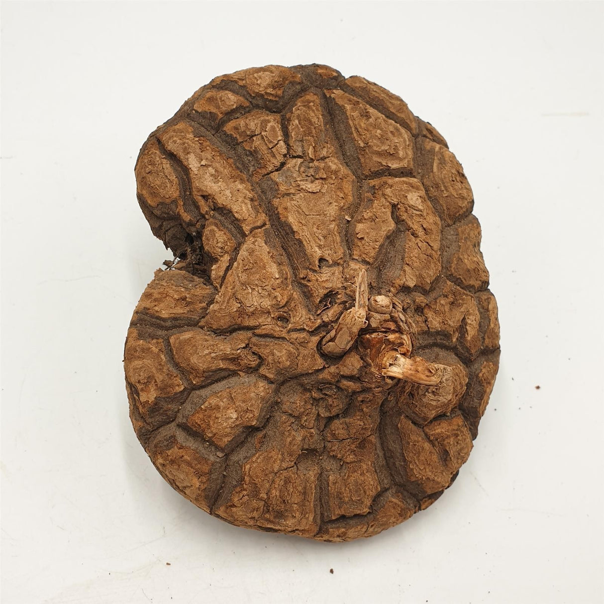 Dioscorea mexicana - Caudex Ø 13 - 15cm