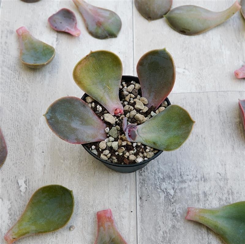 Blattstecklinge Echeveria Metallica, 10 Stück