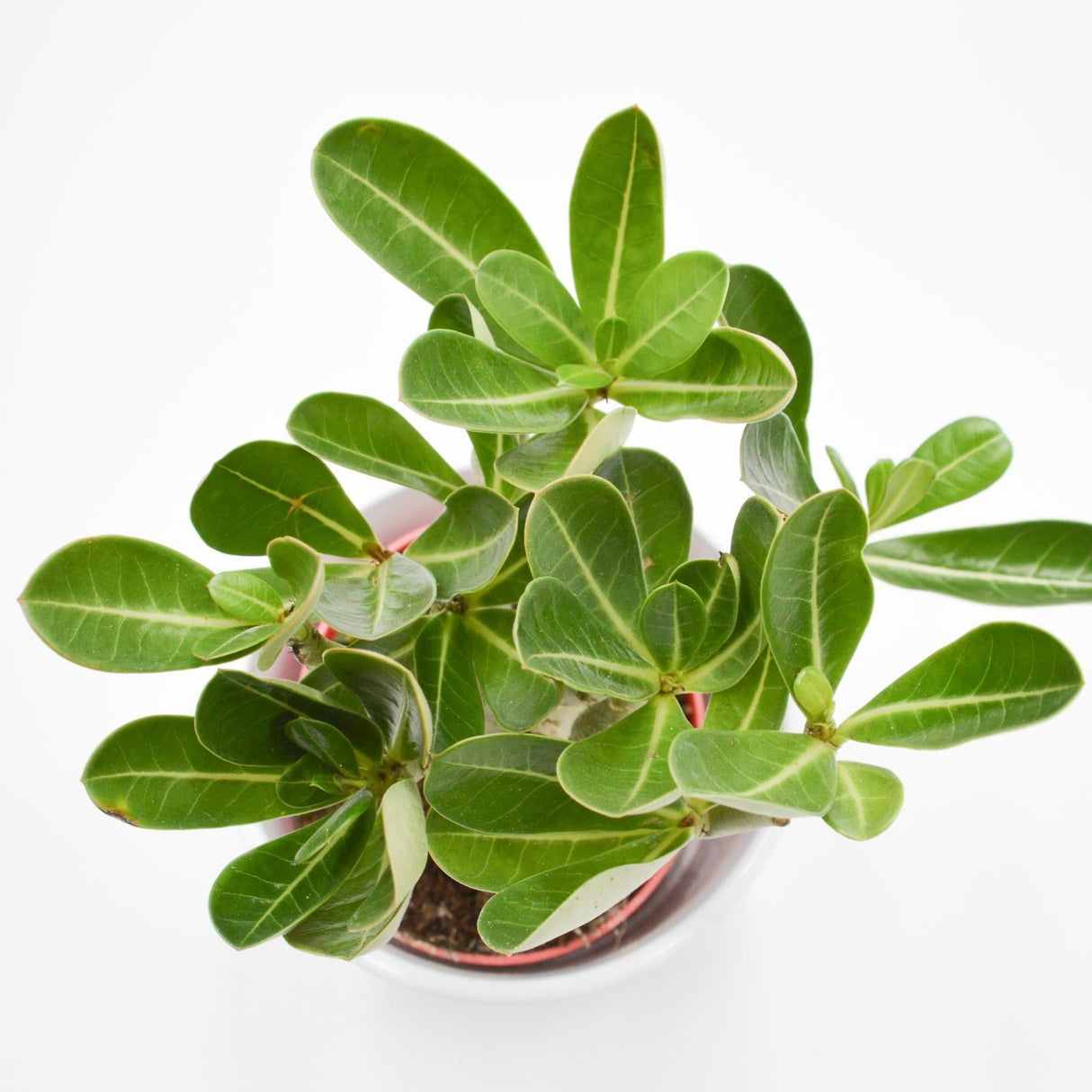 Adenium obesum Anouk - 12cm