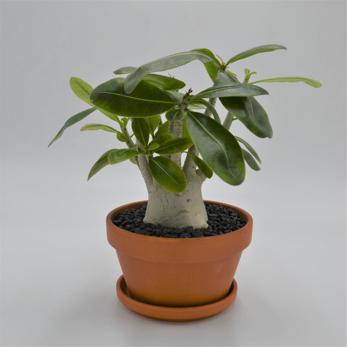 Adenium obesum Baobab - 15cm im Tontopf