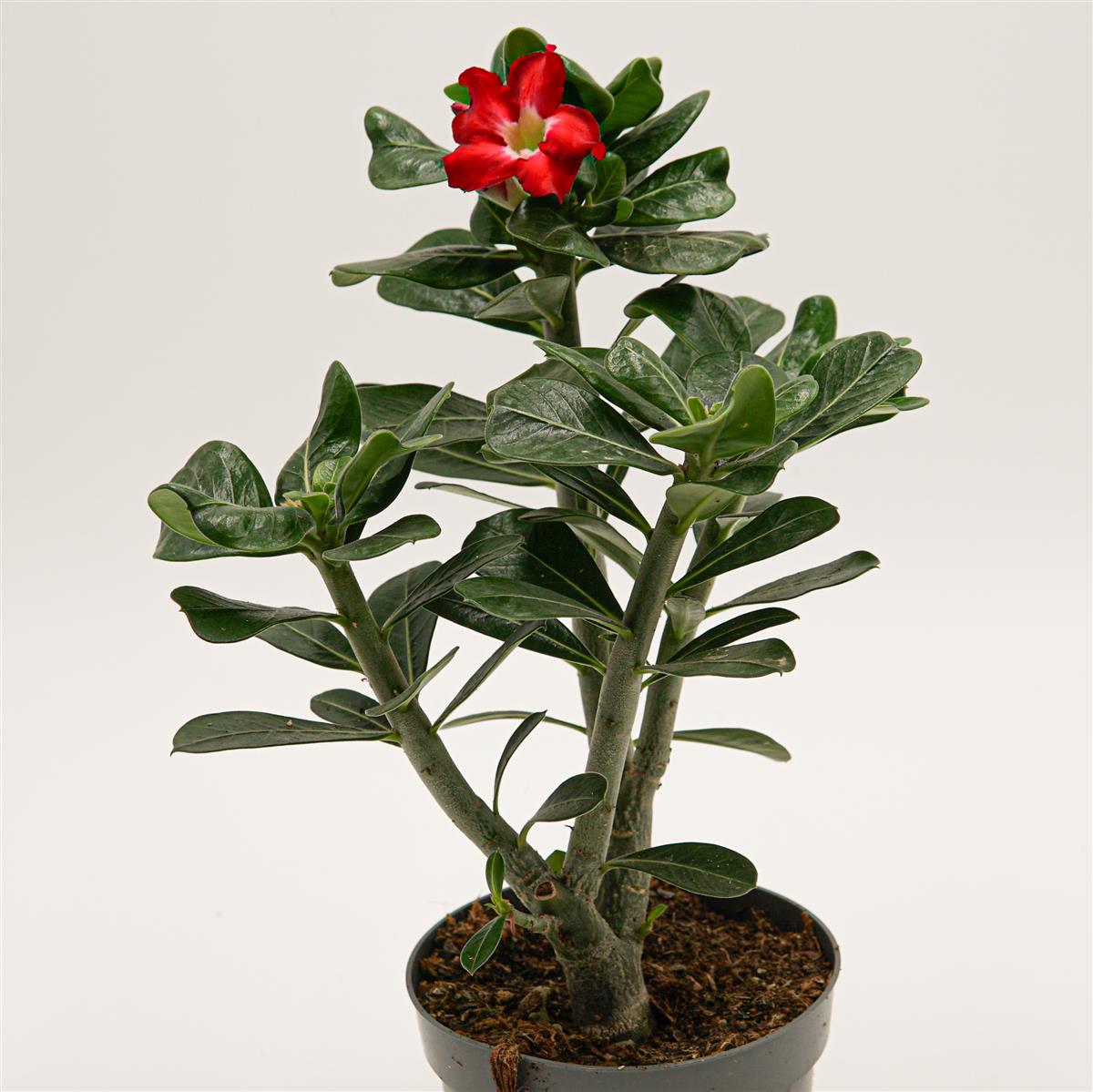 Adenium obesum Red Lady - 14cm