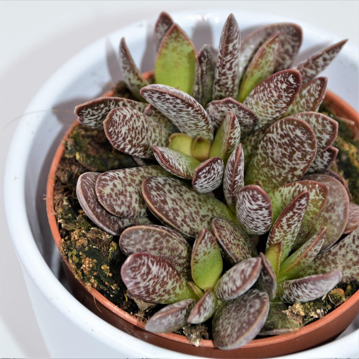 Adromischus Calico Hearts - 8,5cm