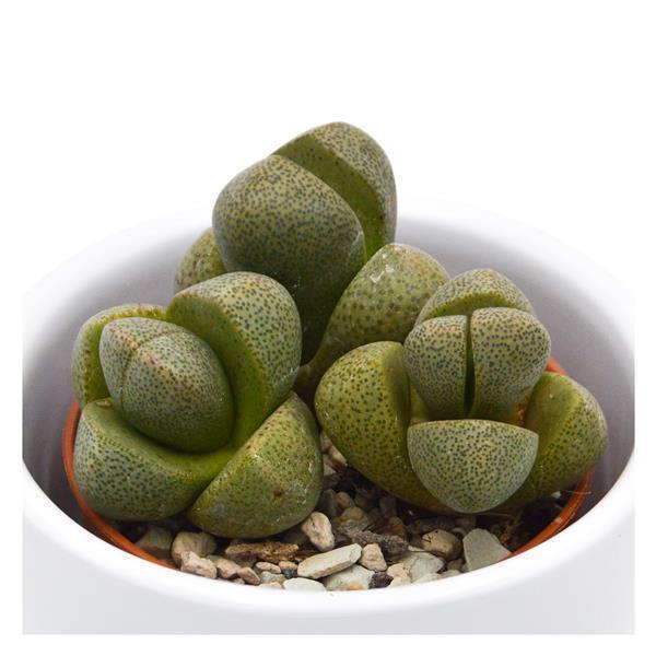 Pleiospilos nelii - 5,5cm