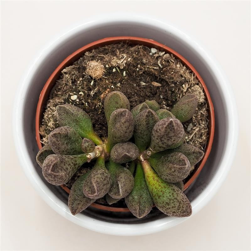 Adromischus sp. - 8,5cm