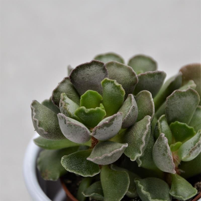Adromischus cristatus - 5,5cm