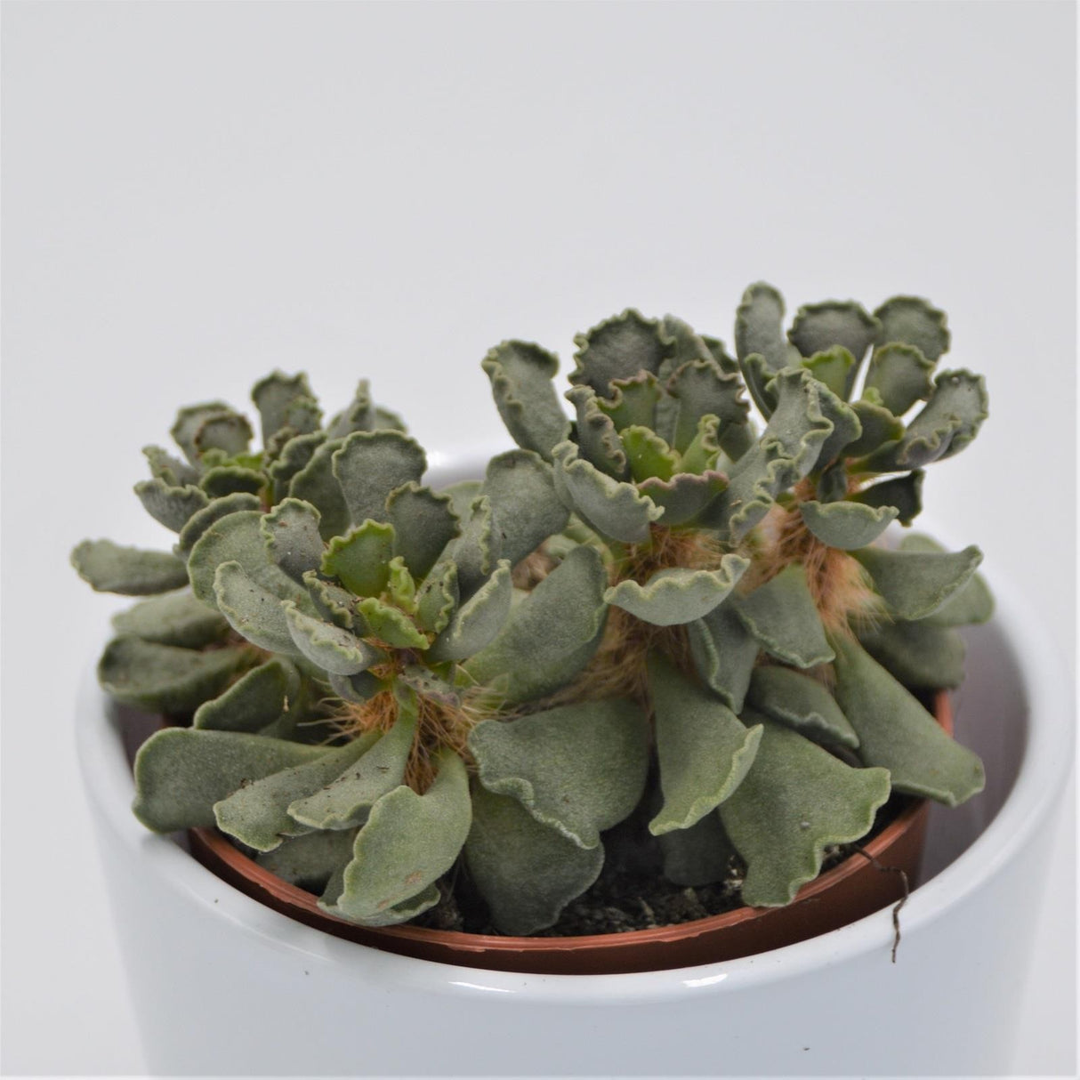 Adromischus cristatus Crinkle - 8,5cm