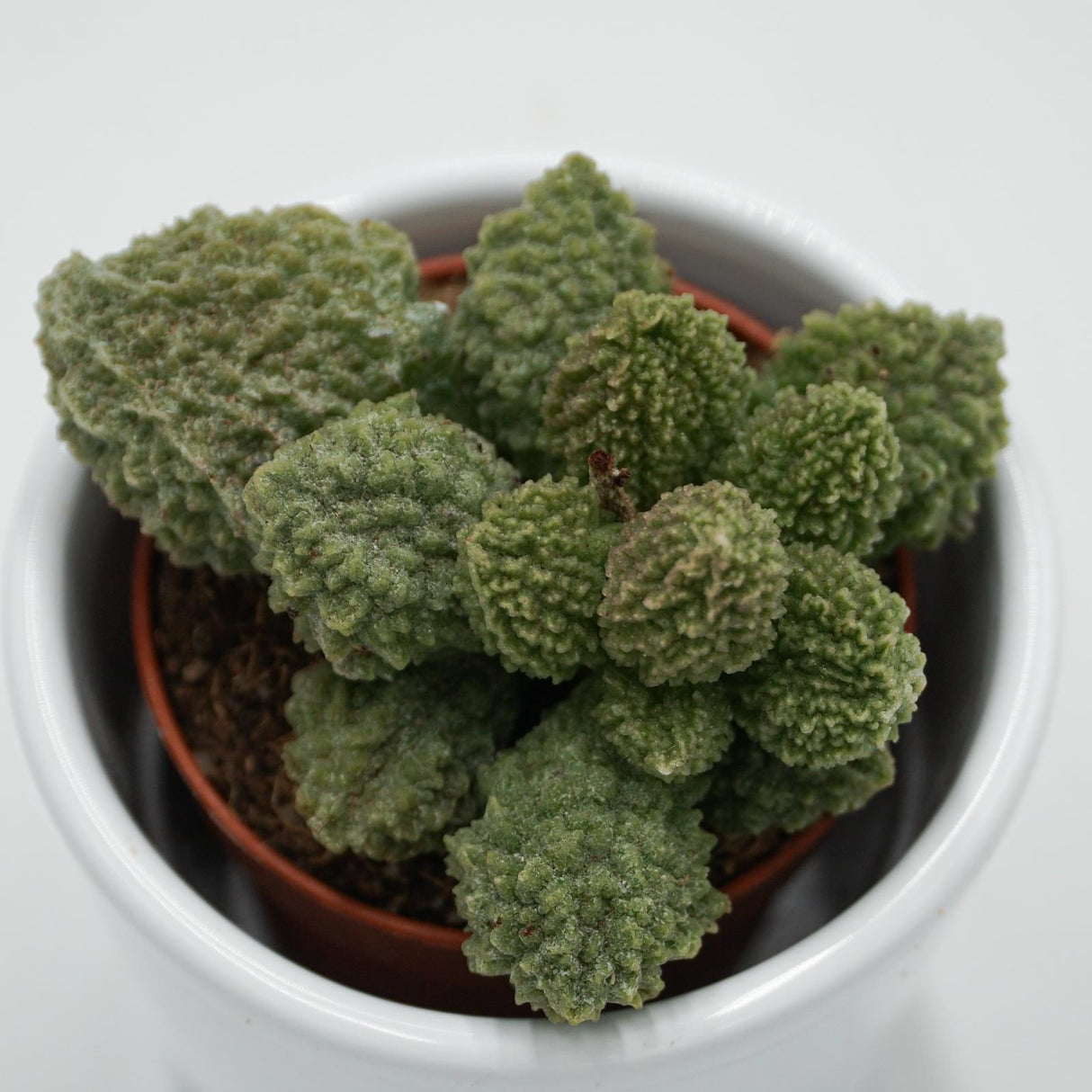 Adromischus Green Coral - 5,5cm