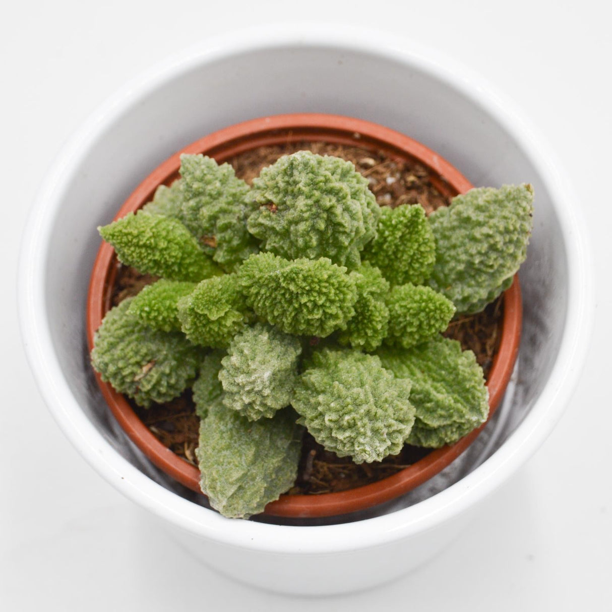 Adromischus marianiae cv. Lime Drops - 8,5cm