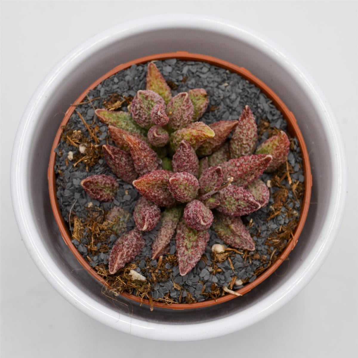 Adromischus marianiae var. antidorcatum - 8,5cm