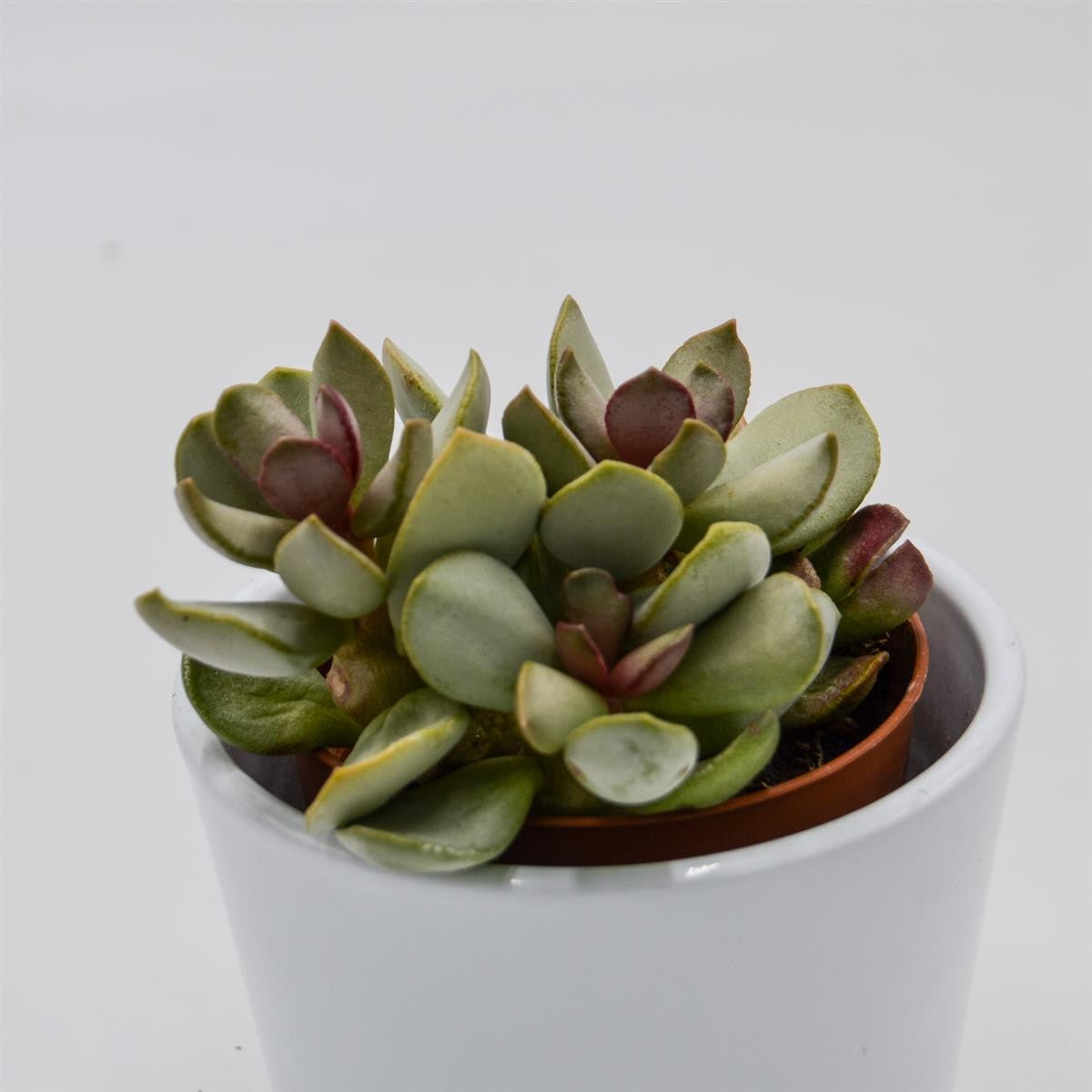 Adromischus Pink Blush - 8,5cm