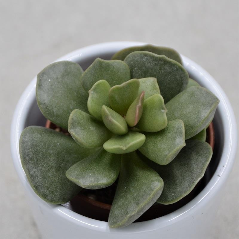 Adromischus Stone - 5,5cm