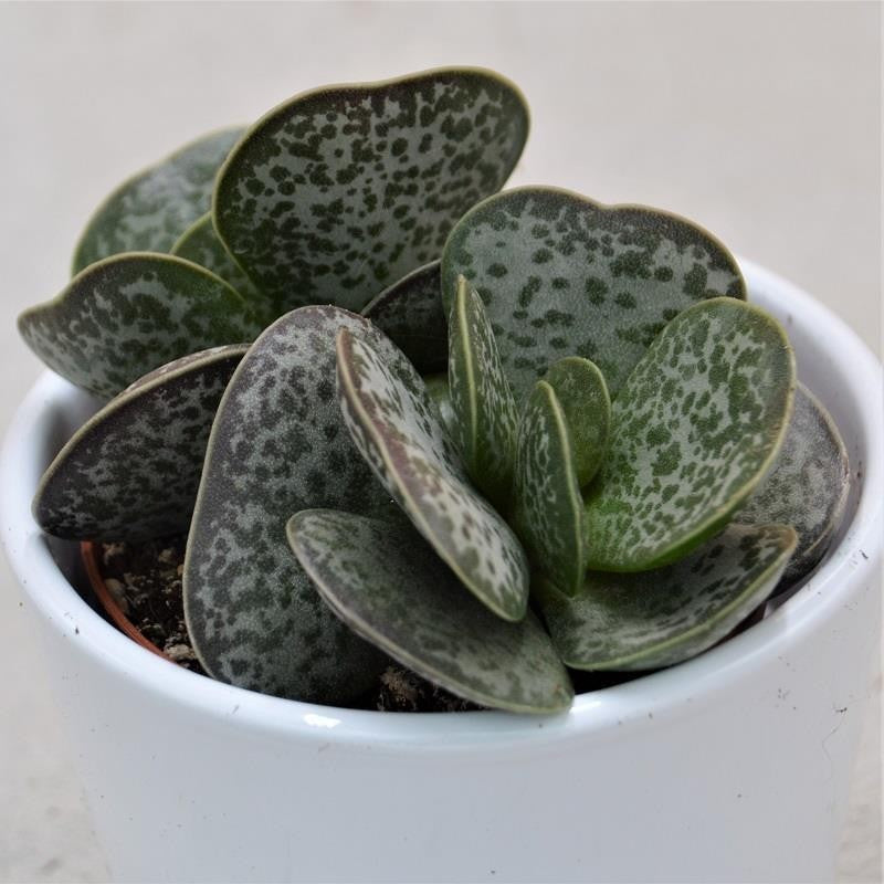 Adromischus trigynus - 10,5cm