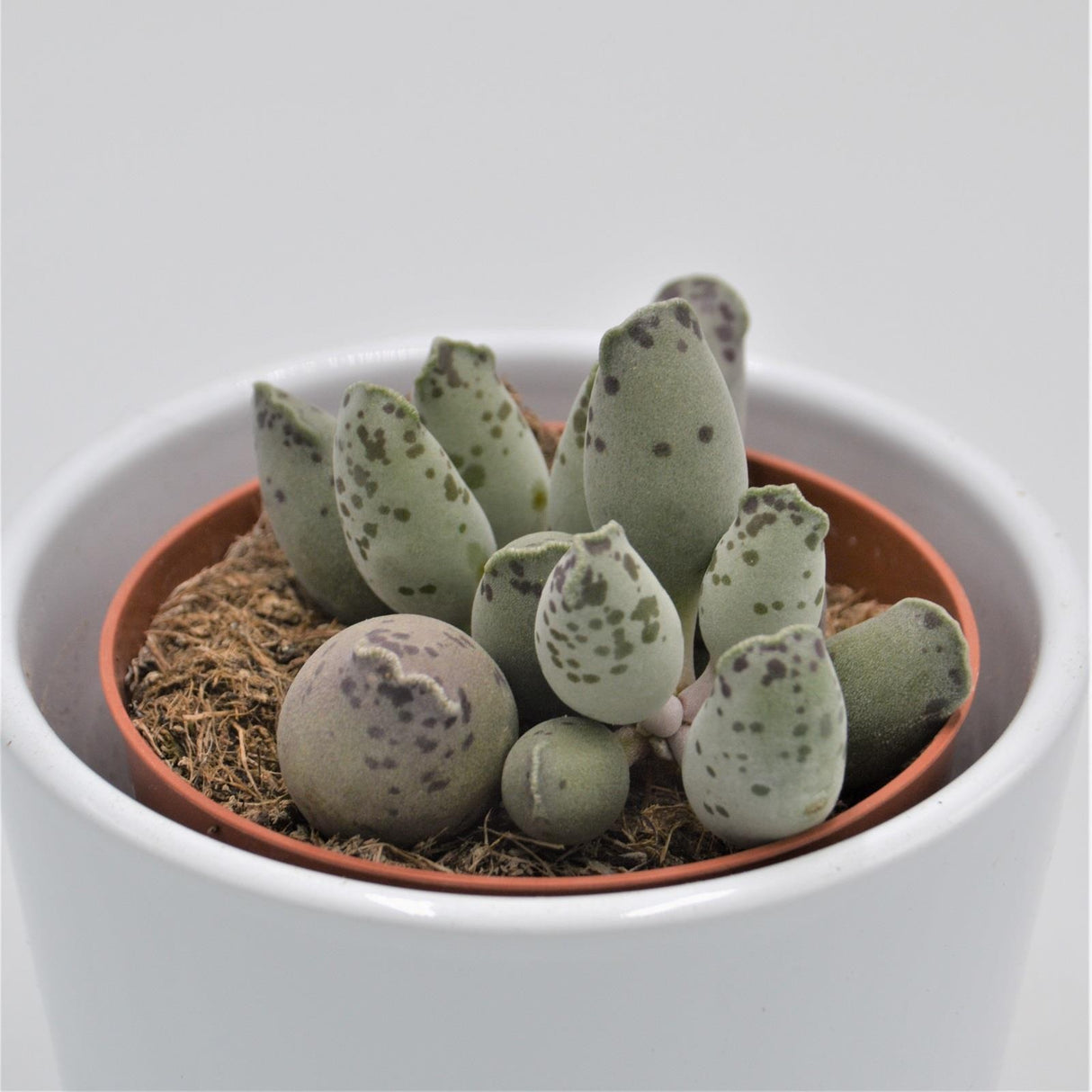 Adromischus cooperi var. festivus - 8,5cm