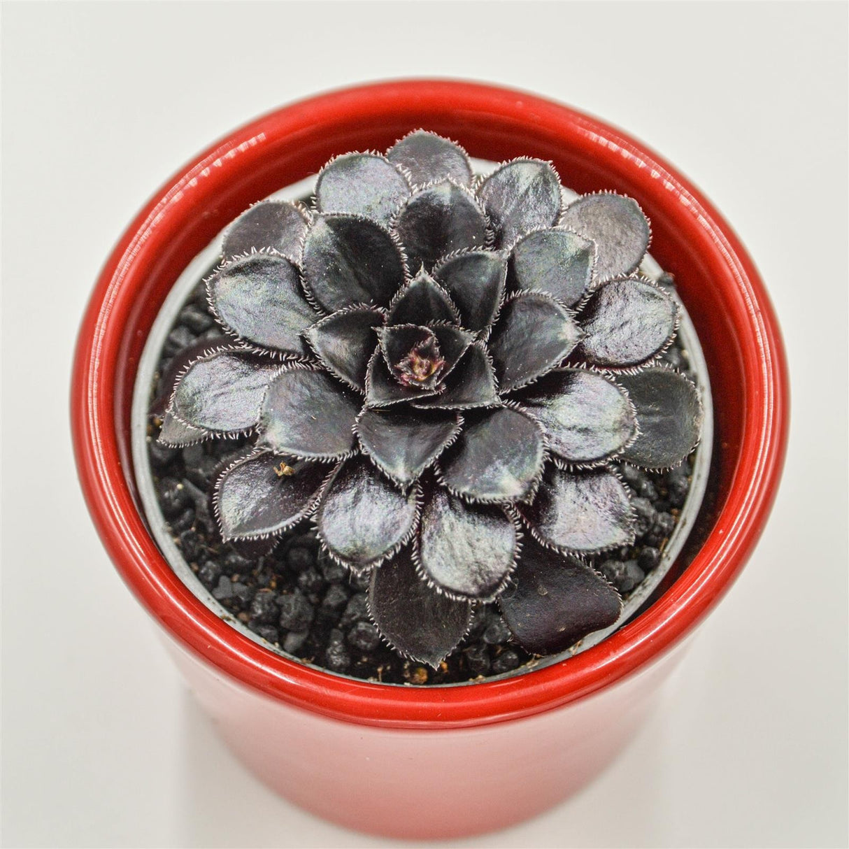Aeonium arboreum Schwarzkopf - 6cm