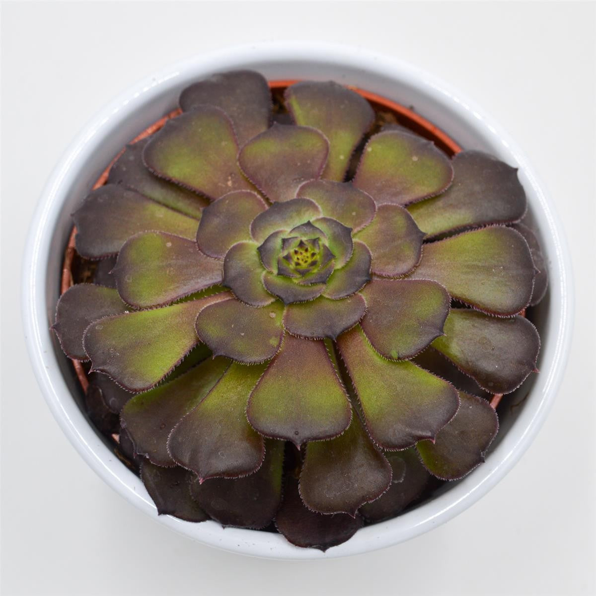 Aeonium arboreum Velours - 10.5cm