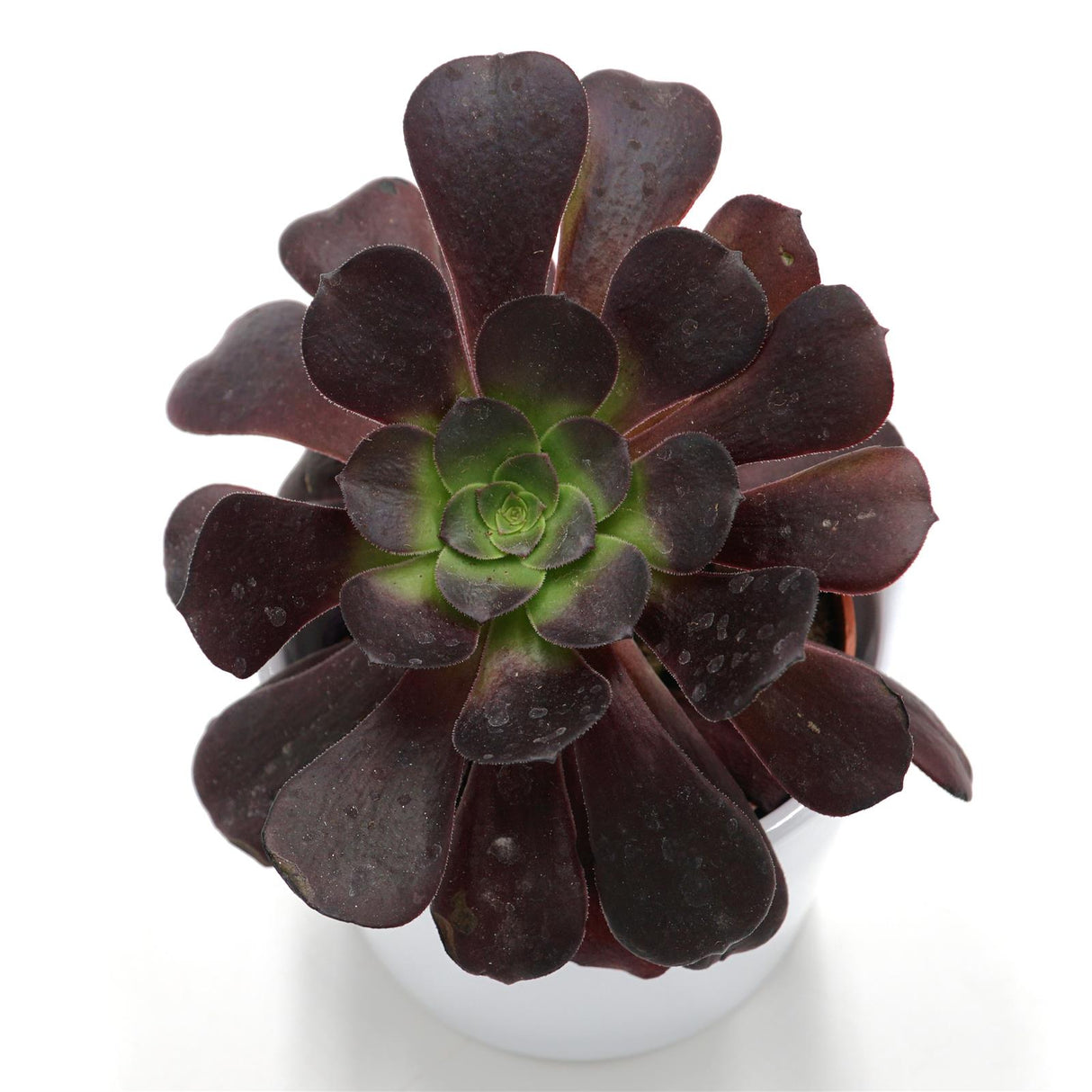 Aeonium arboreum Velours - 8,5cm