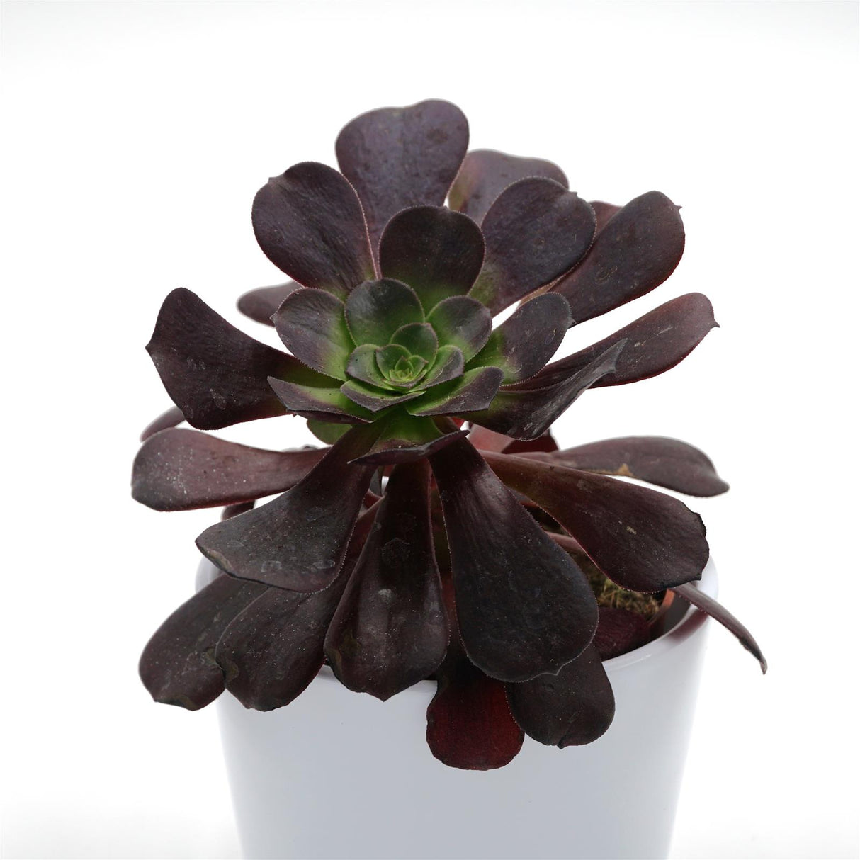 Aeonium arboreum Velours - 8,5cm