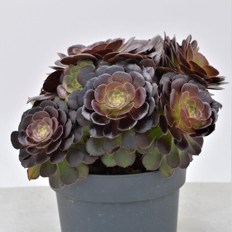 Aeonium arboreum Velours - 17cm