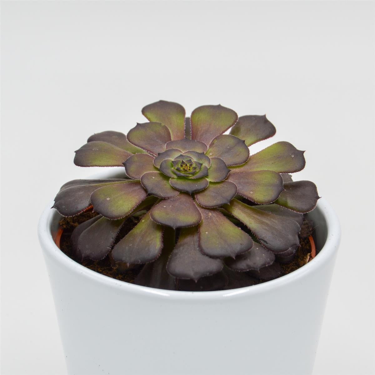 Aeonium arboreum Velours - 10.5cm