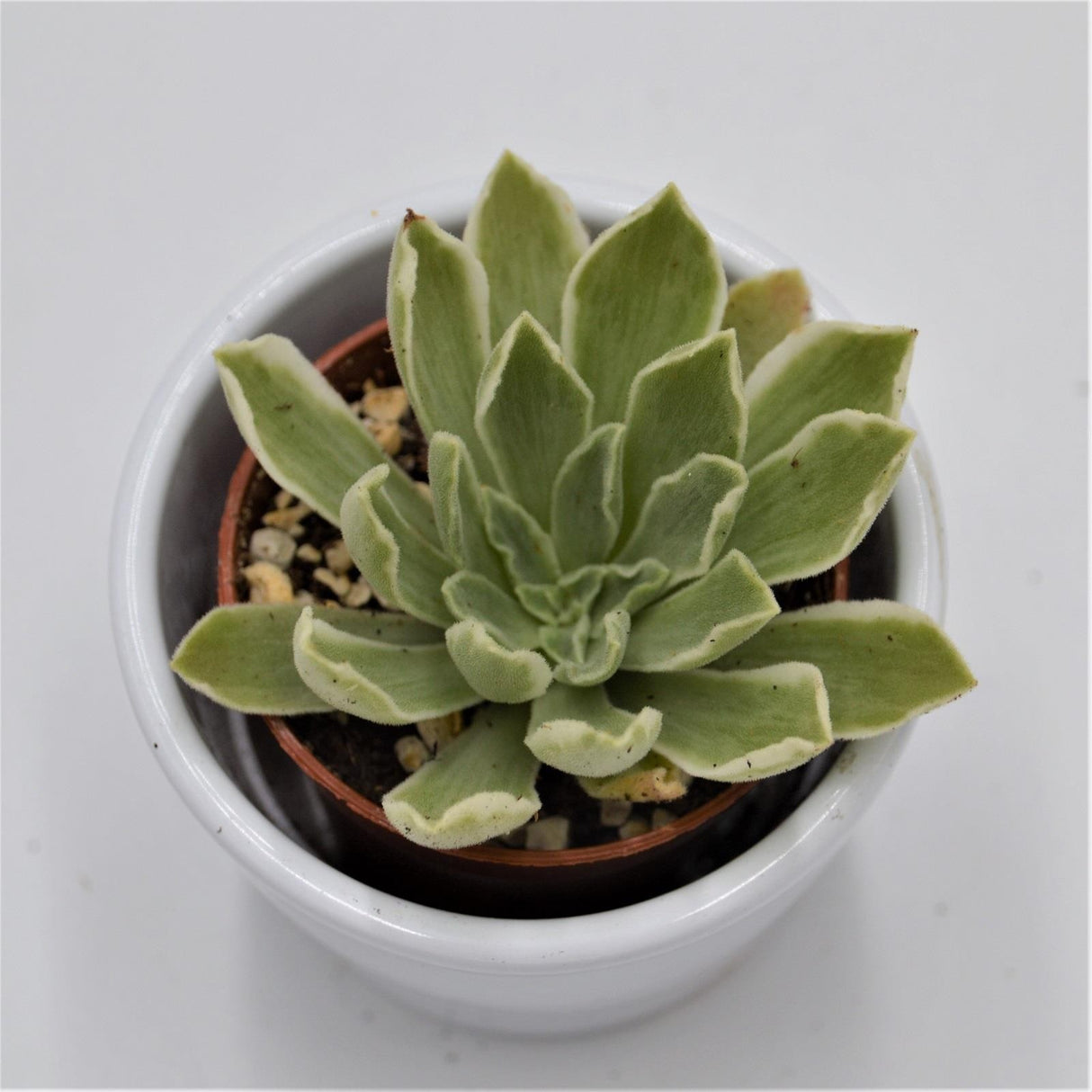 Aeonium Ballerina variegata - 6cm