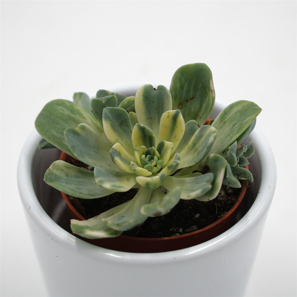 Aeonium domesticum f. variegata - 5,5cm