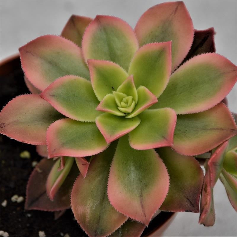 Aeonium Kiwi - 8,5cm