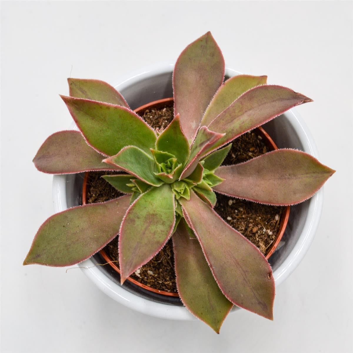 Aeonium leucoblepharum - 8,5cm