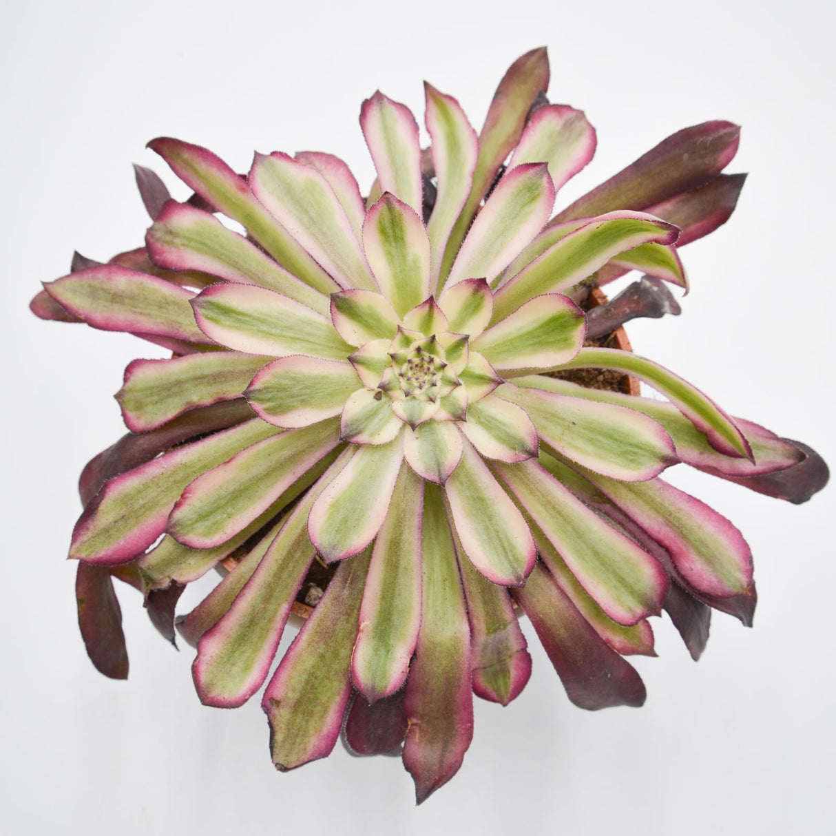 Aeonium Mardi Gras - 10,5cm