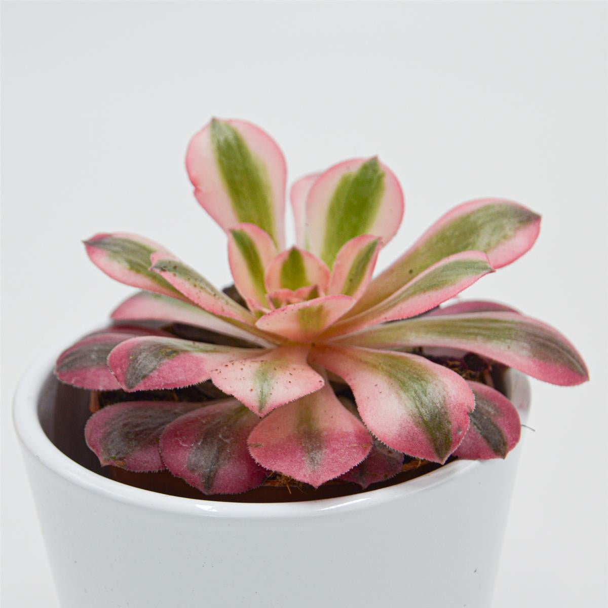 Aeonium Pink Witch - 8.5cm