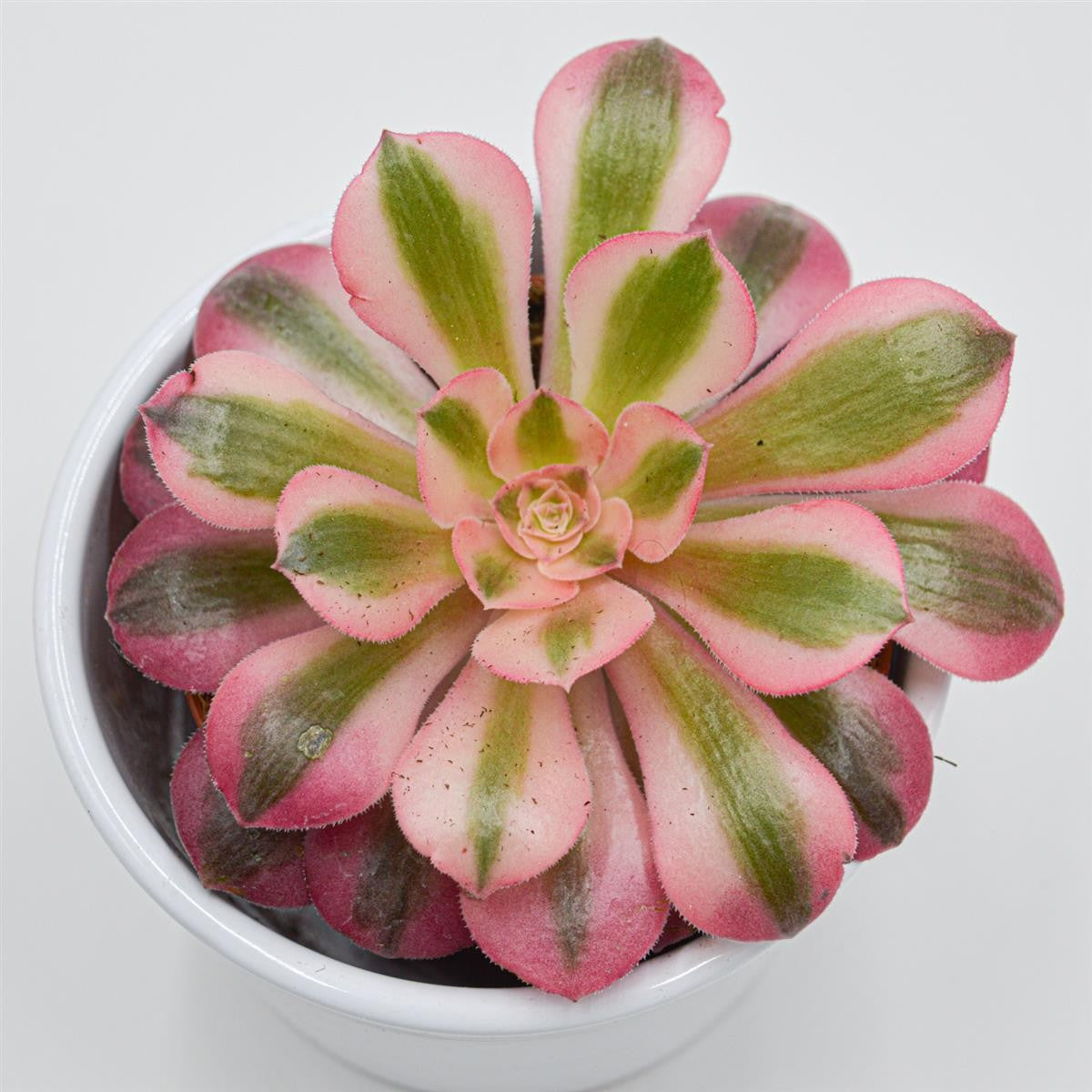 Aeonium Pink Witch - 8.5cm