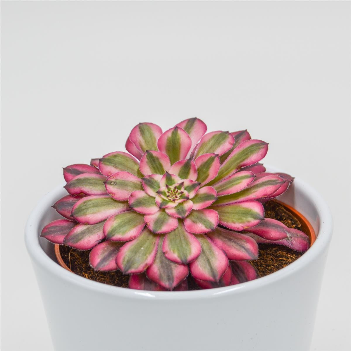 Aeonium Venus f. variegata - 10,5cm