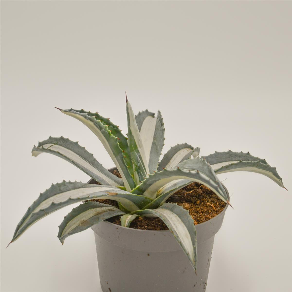 Agave americana f. mediopicta alba - 13cm