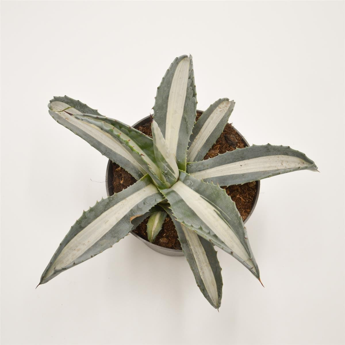 Agave americana f. mediopicta alba - 13cm
