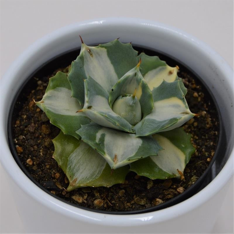 Agave isthmensis f. mediopicta alba - 9cm