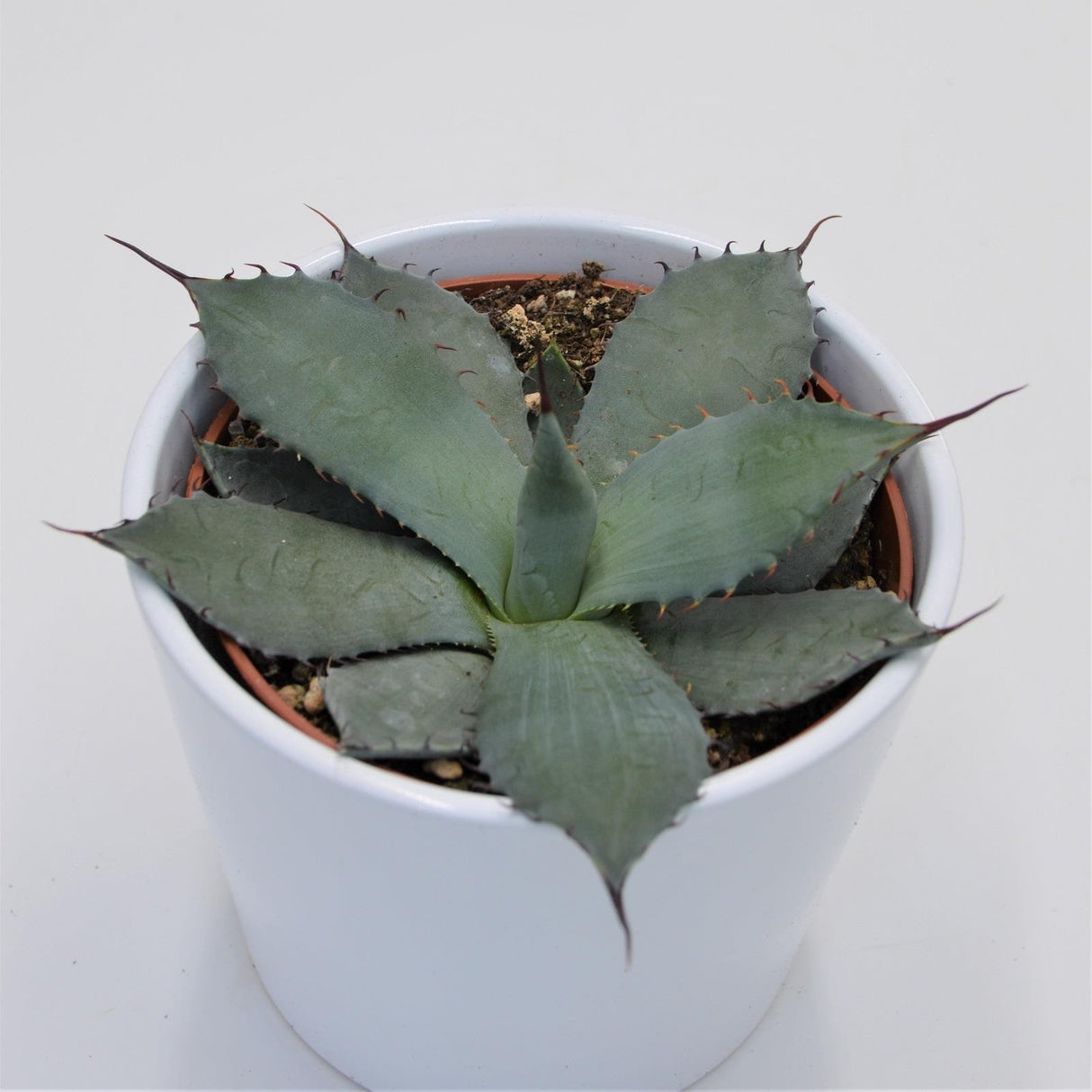 Agave parryi - 12cm