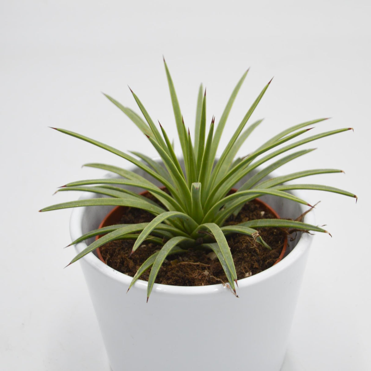 Agave striata v. nana - 8,5cm