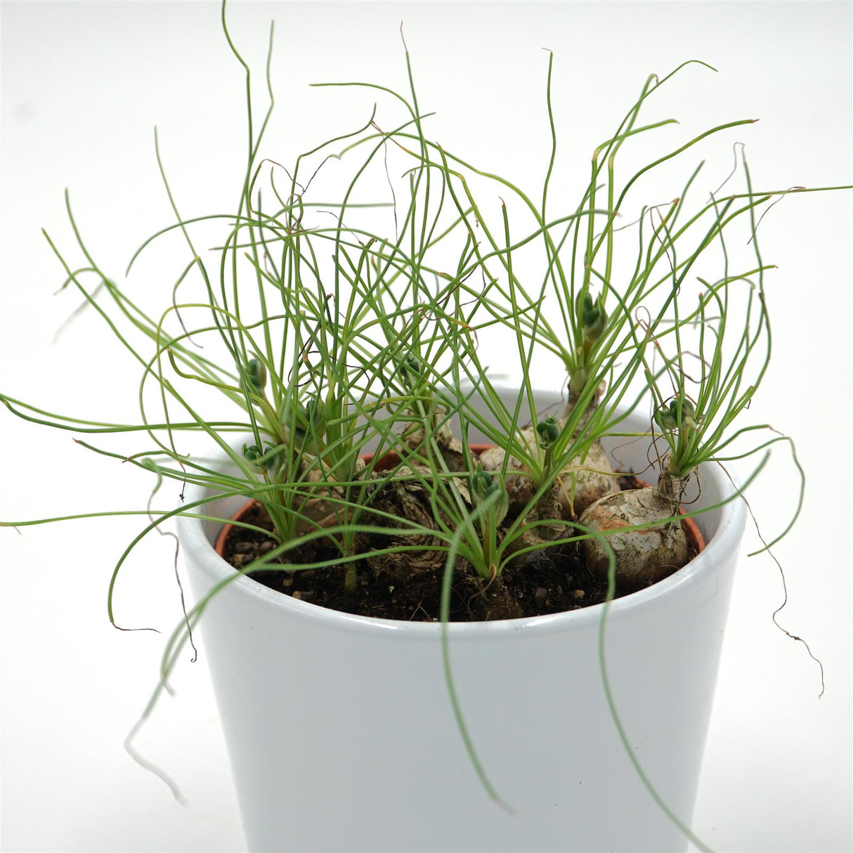 Albuca humilis spec. Cradock Hil - 10,5cm