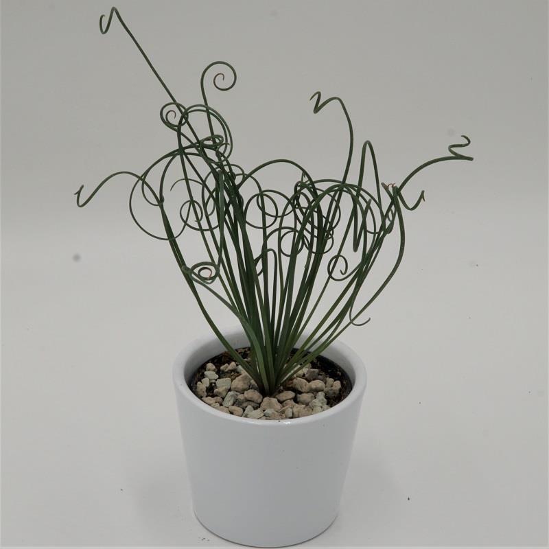 Albuca spiralis Fizzle Sizzle - 10,5cm