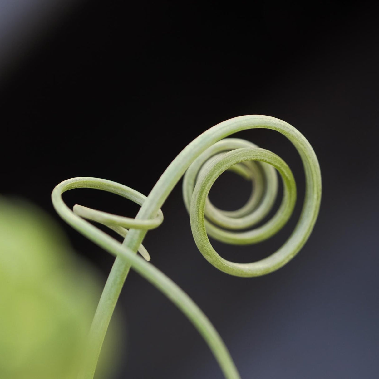 Albuca spiralis Fizzle Sizzle - 10,5cm