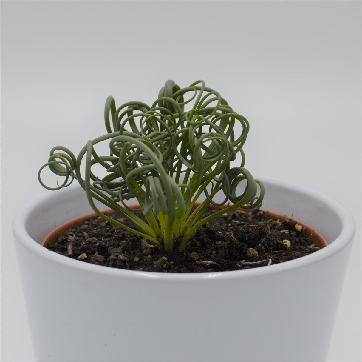 Albuca spiralis Fizzle Sizzle - 10,5cm